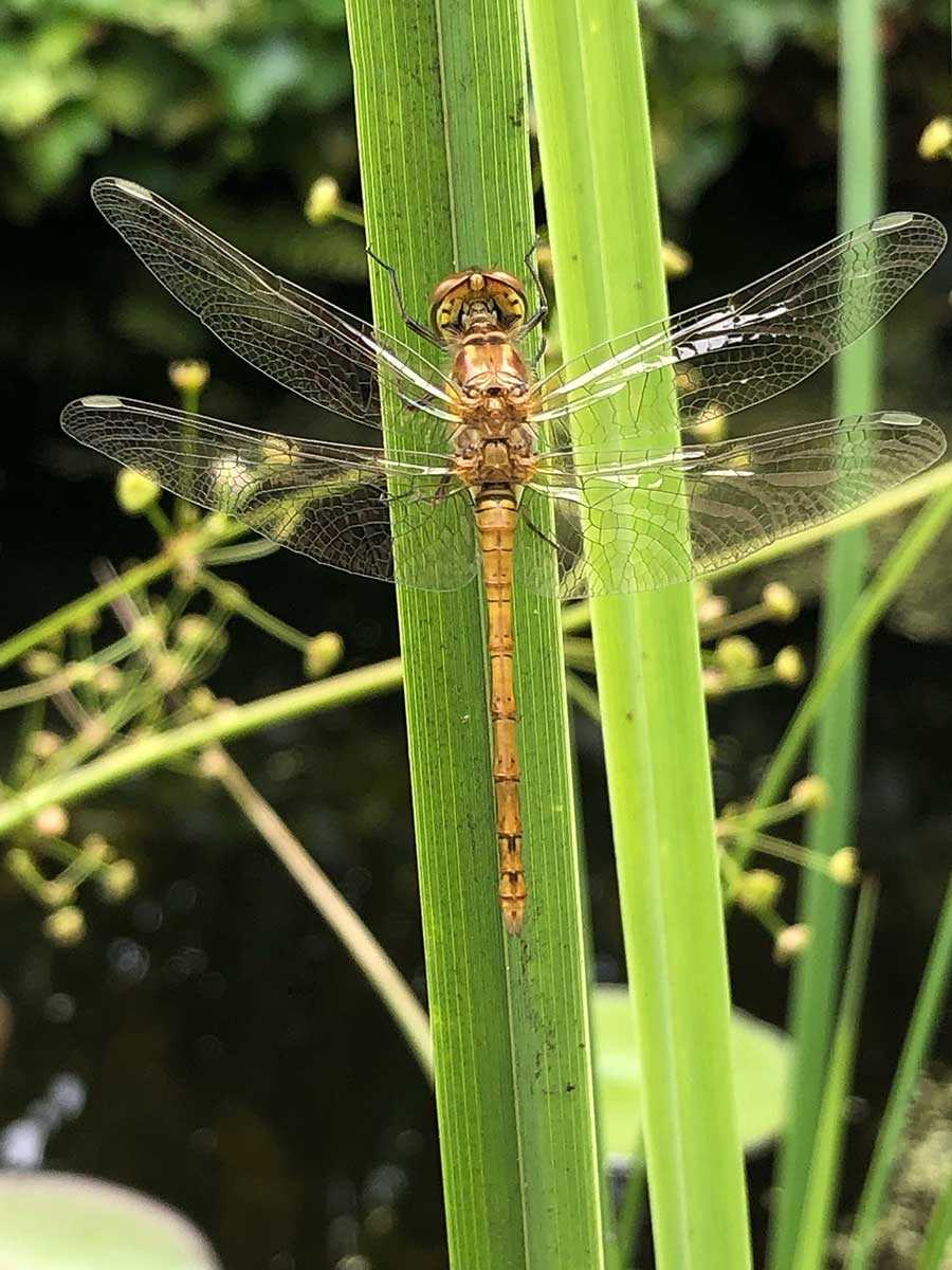 Sympetrum_striolatum